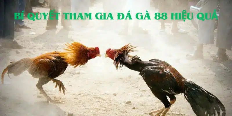 Bí quyết tham gia trận tranh tài chiến kê tại 77Win hiệu quả