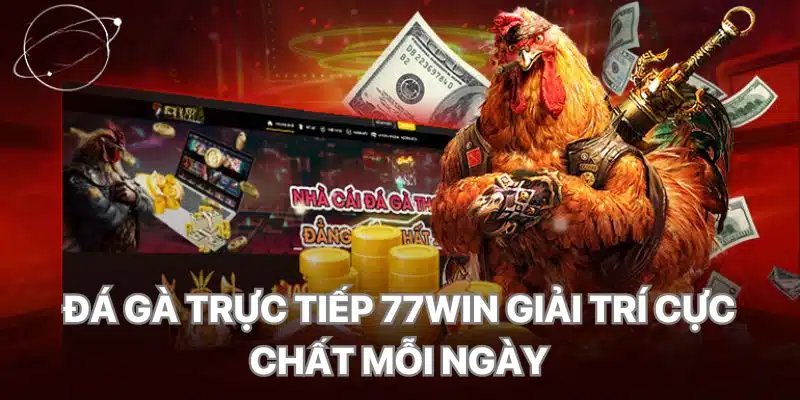 Đá gà trực tiếp tại 77Win - nơi quy tụ giải đấu siêu khủng