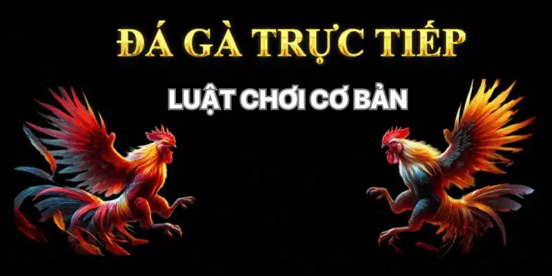 Nắm vững luật chơi đá gà trực tiếp là kiến thức cơ bản nhất