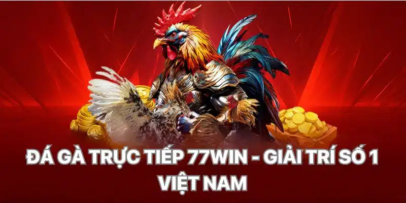 Đá gà trực tiếp 77Win